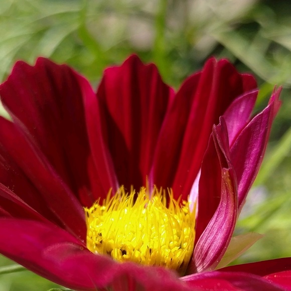 Meet your Posher, Jennifer - Picture 1 of 1